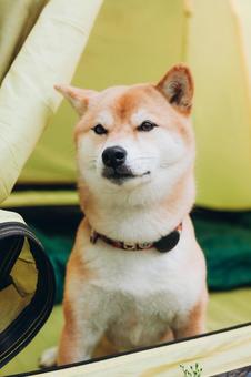 テントの中から顔を出す犬 犬,テント,キャンプの写真素材