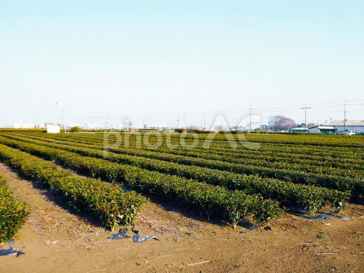 青空と茶畑 茶畑,お茶,葉っぱの写真素材