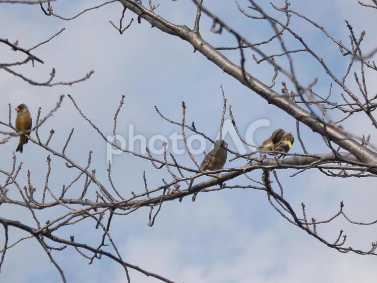 木にとまっているカワラヒワ3羽 カワラヒワ,鳥,小鳥の写真素材