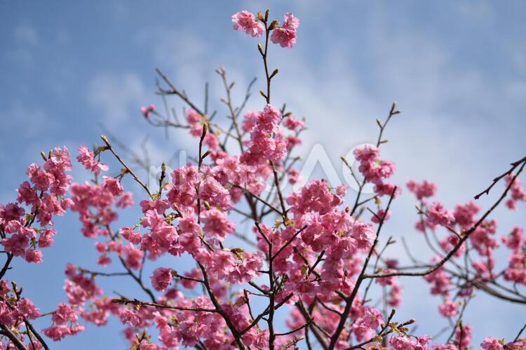 河津桜　さくら　桜 桜,屋外,満開の写真素材