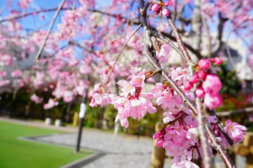 公園の桜 公園の桜の写真