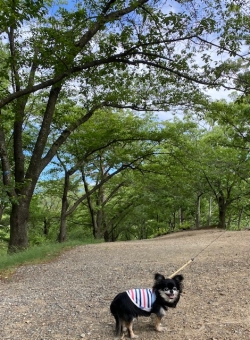 林の中で 林の中での写真