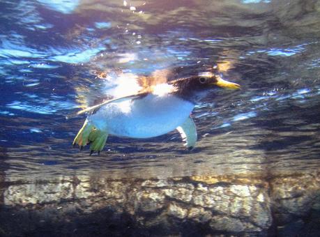 ペンギン 海,生き物,水族館の写真素材