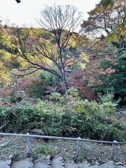 三溪園の高台からの紅葉 三溪園の高台からの紅葉 三溪園,神奈川,日本庭園の写真素材