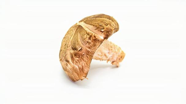 生しいたけのクローズアップ 生しいたけのクローズアップ しいたけ,椎茸,きのこの写真素材