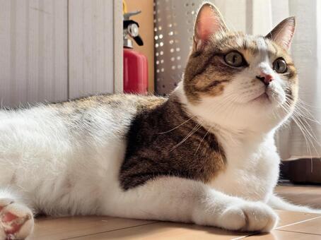 何かを見つめる猫 猫,ネコ,ペットの写真素材