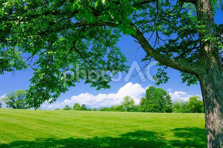 夏の風景 夏,季節,四季の写真素材