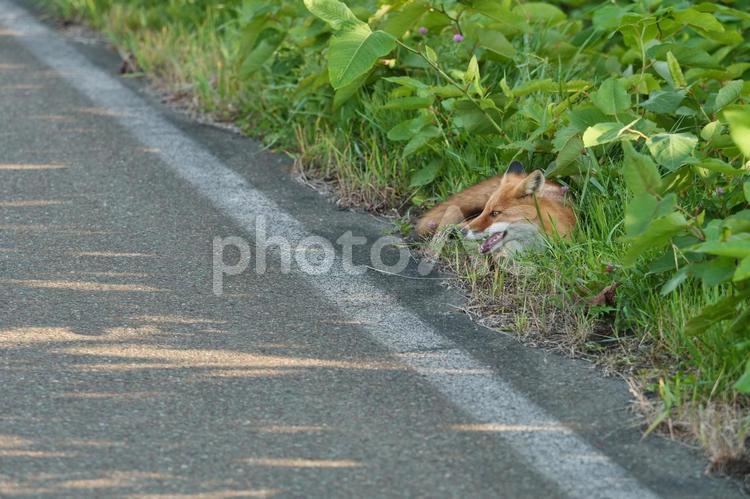 北海道の野生のキツネ きつね,キツネ,北海道の写真素材