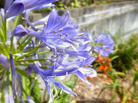 Photo, agapanthus, purple clam, blue, 