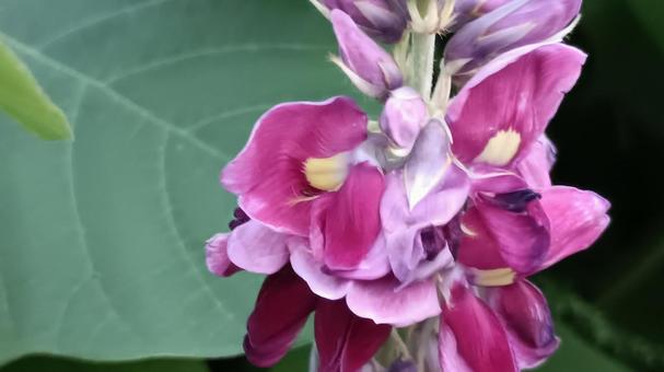 食用や薬にもなる秋の七草マメ科の葛の花 食用や薬にもなる秋の七草マメ科の葛の花 花,くず,葛の写真素材
