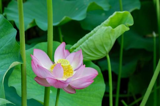 蓮 蓮 蓮,ハス,不忍池の写真素材