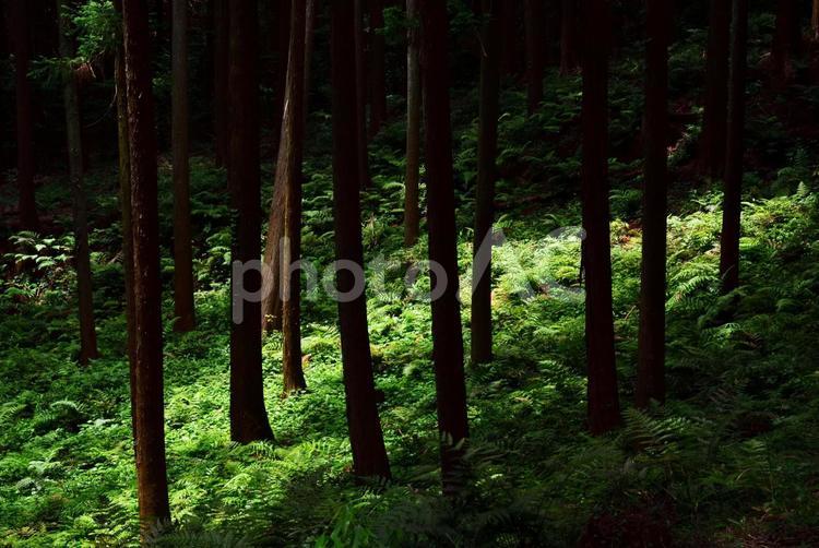 林のなかに差し込む陽光 日光,光,林の写真素材