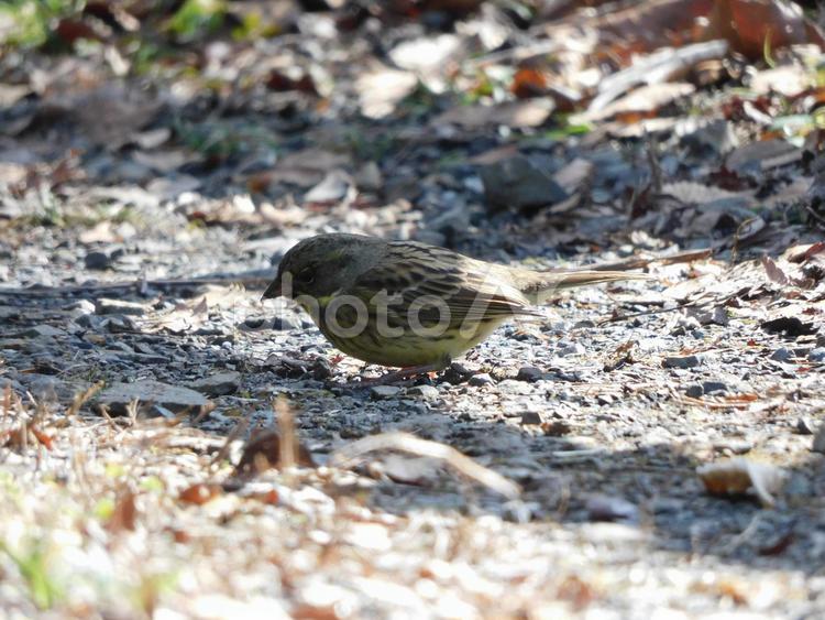 地面に降りてエサを探す野生のアオジ アオジ,野鳥,バードウォッチングの写真素材