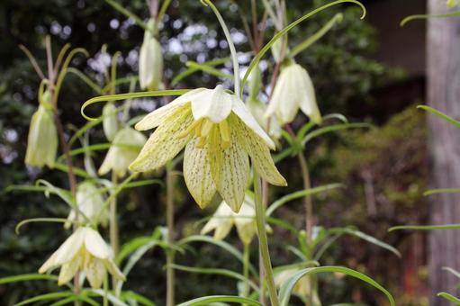 バイモ・貝母　マクロ バイモ,フラワー,網目模様の写真素材