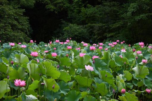 Oga lotus 2, JPG