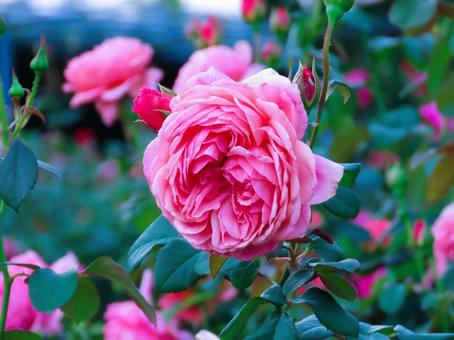 バラ バラ,花,綺麗の写真素材