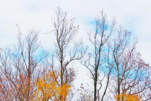 晩秋の風景 晩秋の風景 秋,晩秋,紅葉の写真素材