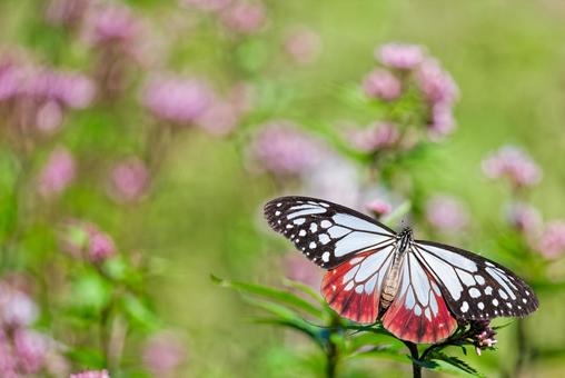 渡りの途中のアサギマダラ アサギマダラ,浅葱斑,渡り蝶の写真素材