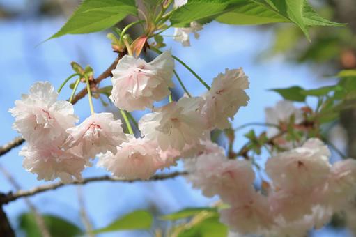 八重桜 八重桜の写真