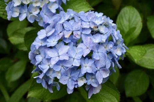 Hydrangea, JPG Hydrangea, JPG