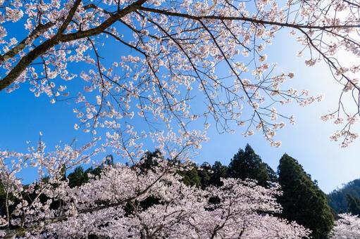 光り輝く満開の桜 光り輝く満開の桜 桜,太陽,木の写真素材