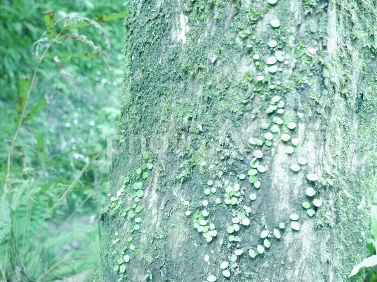 高尾山の樹木 高尾山の樹木 高尾山,木,根の写真素材