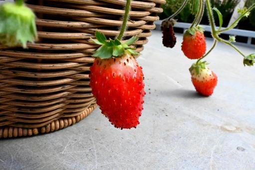 いちご いちご いちご,苺,可愛い苺の写真素材