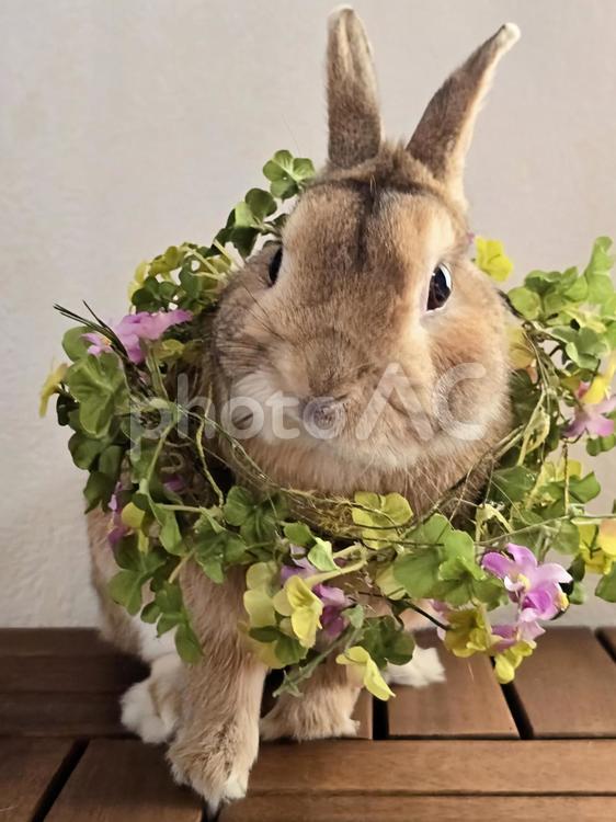 クローバーの首飾りとうさぎ うさぎ,ウサギ,草食動物の写真素材