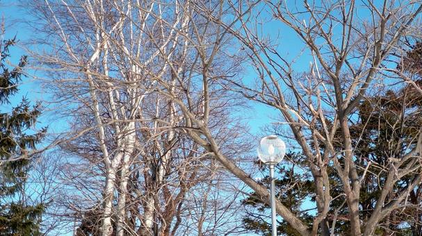 木に囲まれる街灯の写真