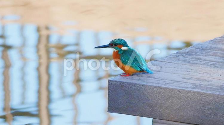 親水公園の桟橋から魚を狙うカワセミ カワセミ,野鳥,小鳥の写真素材