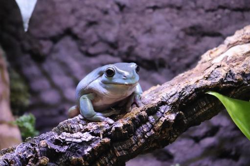 Photo, yea mega frog, a frog, frog, 