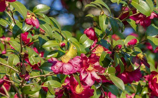 紅の花に遊ぶメジロ メジロ,山茶花,サザンカの写真素材