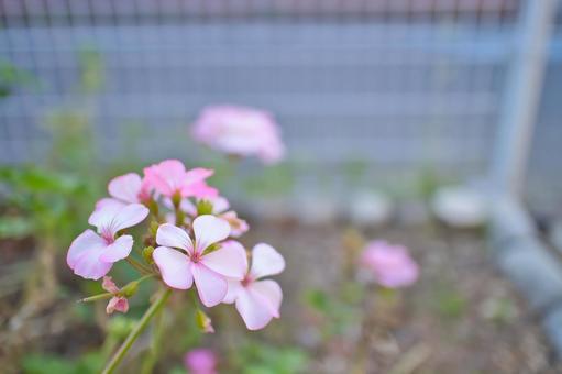 ピンクの花 ピンクの花の写真