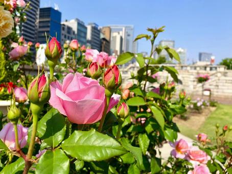 都会のバラ園 ピンクのバラ 都会のバラ園 ピンクのバラ バラ,薔薇,ピンクの写真素材