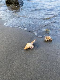 波打ち際の貝殻 波打ち際の貝殻 貝殻,海,波打ち際の写真素材