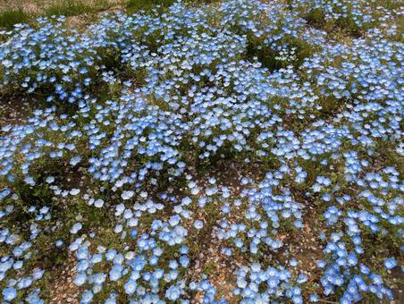Nemophila, JPG