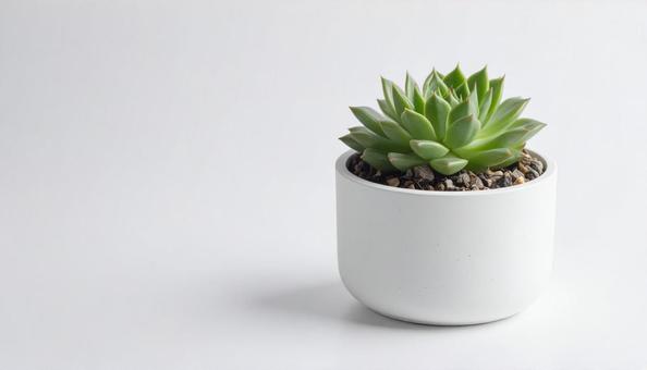 白い背景に多肉植物 白い背景に多肉植物の写真