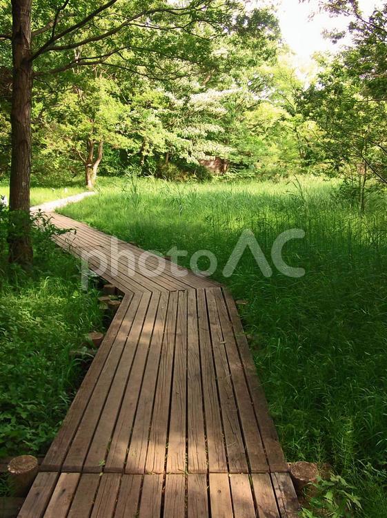 21世紀の森と広場　#1 公園,遊歩道,原風景の写真素材