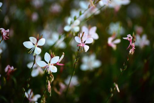 ガウラ（ハクチョウソウ） ガウラ,花,ハクチョウソウの写真素材