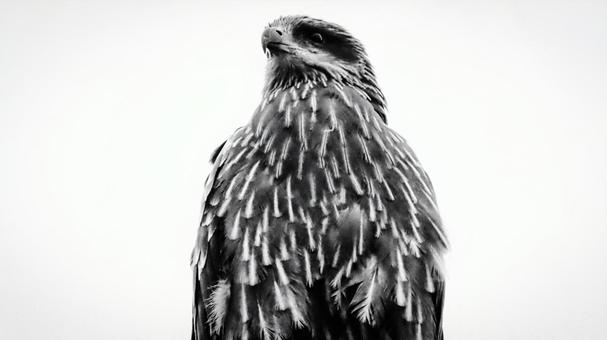 トビグレー 野鳥,鳥,トビの写真素材