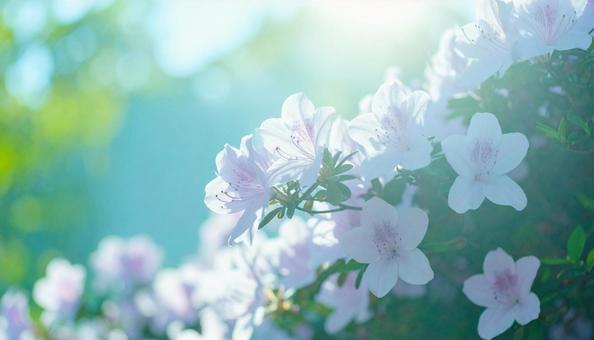 ツツジの花 ツツジの花の写真