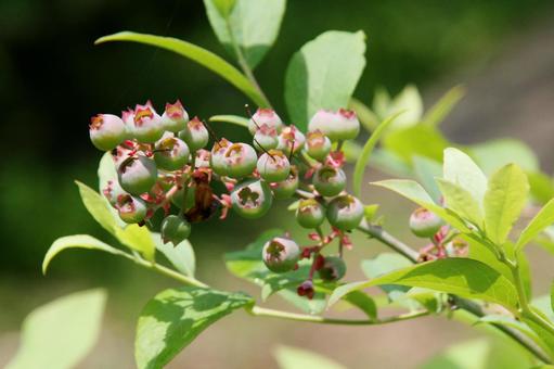 ブルーベリー Blueberry ブルーベリー,風景マクロ,美味しいの写真素材