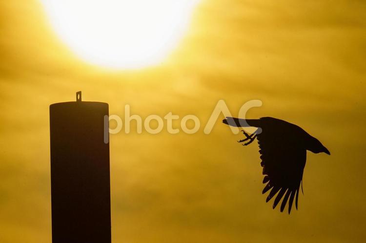 夕陽の明かりと野鳥のシルエット 夕焼け,鳥,野鳥の写真素材