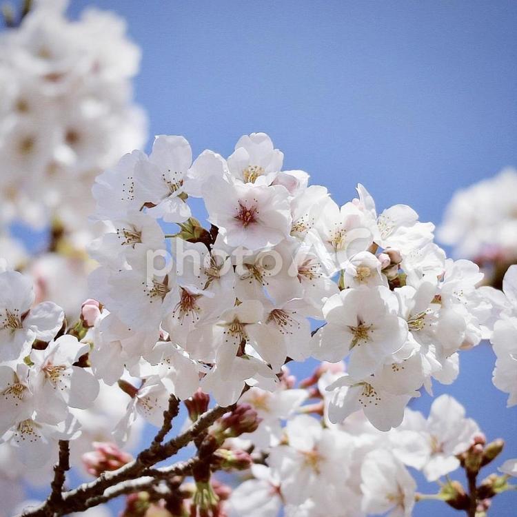 青空と白い桜 桜,ソメイヨシノ,サクラの写真素材
