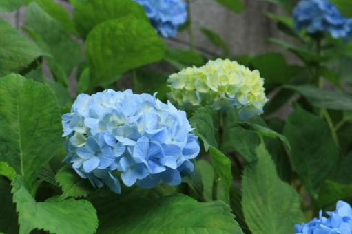 [Flower photo] Hydrangea_0609-7, hydrangea, flower, blue flower, JPG
