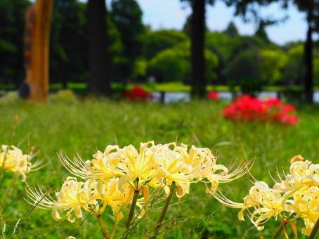 公園の緑に映える白いヒガンバナ 公園の緑に映える白いヒガンバナ 花,ヒガンバナ,彼岸花の写真素材
