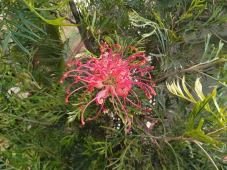 花660 花660の写真
