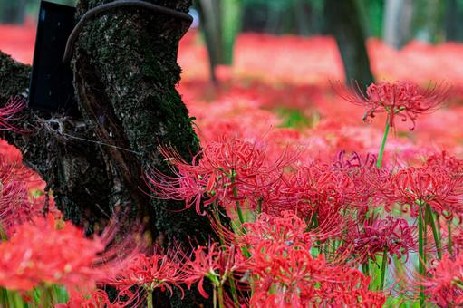 Looking for autumn colors, JPG