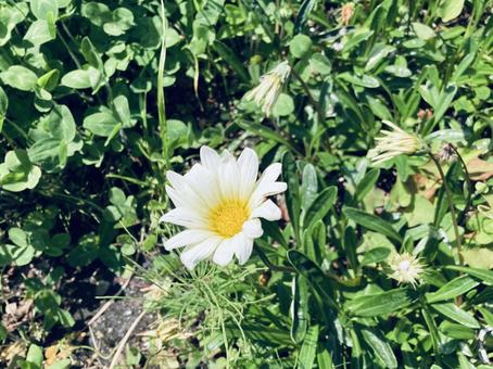 花と植物 花と植物の写真