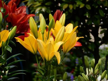 【花の写真】百合の花 【花の写真】百合の花 ユリ,百合,植物の写真素材